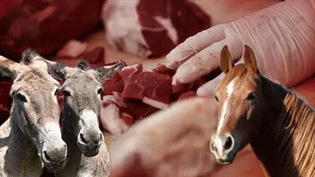 Adana’da Yine At ve Eşek Eti Skandalı... Ünlü Kebapçı müşterilerine bakın ne yedirmiş!