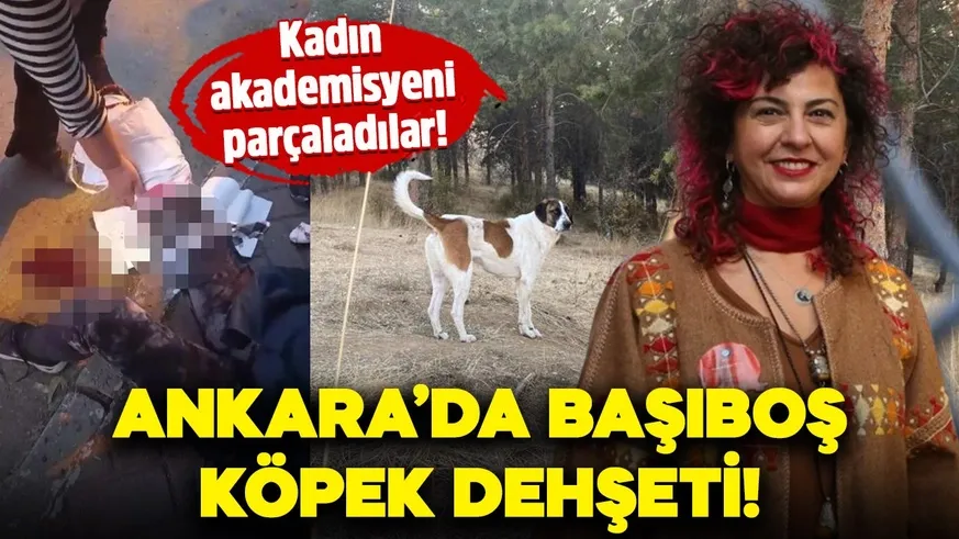 Evine dönen akademisyene köpekler saldırdı...