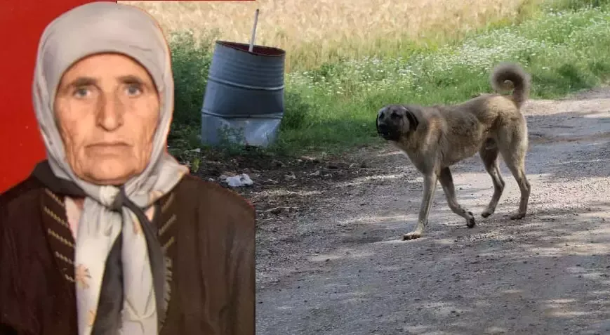 Adana’da köpek sürüsü yaşlı kadını parçalayarak öldürdü!