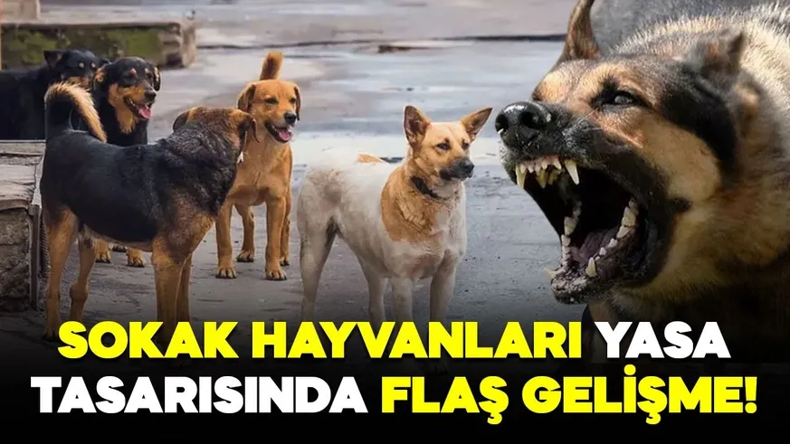 Sokak köpeklerine yönelik düzenlemede 