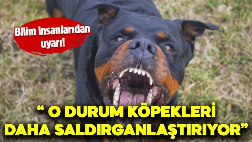 Sıcak havalar köpekleri daha saldırgan yapıyor!