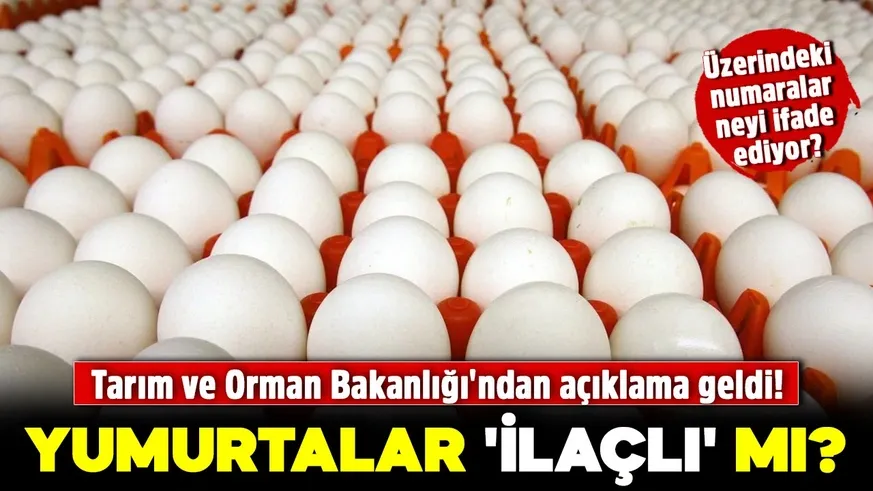 Yumurtalar 