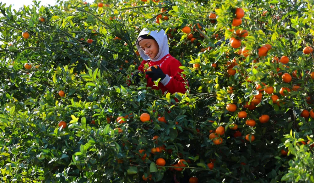 Adana’da Mandalina ’Dalında fiyat 17-18 lira’