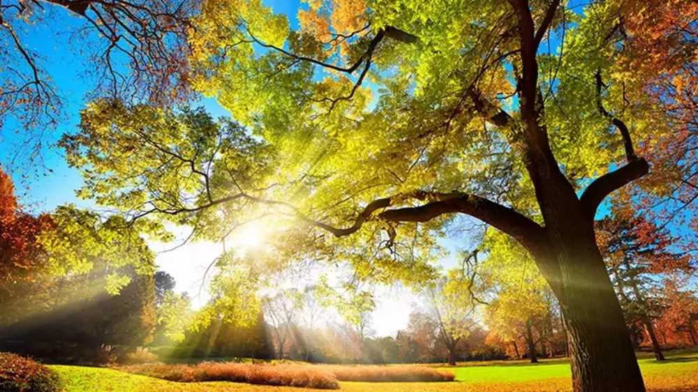 Pastırma sıcakları Adana’da etkili oluyor...