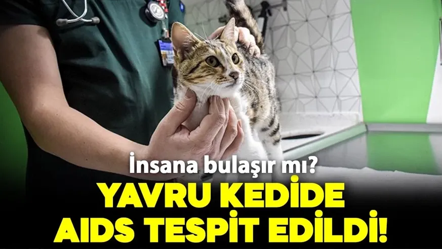 Yavru kedide AIDS tespit edildi! Peki insana bulaşır mı?