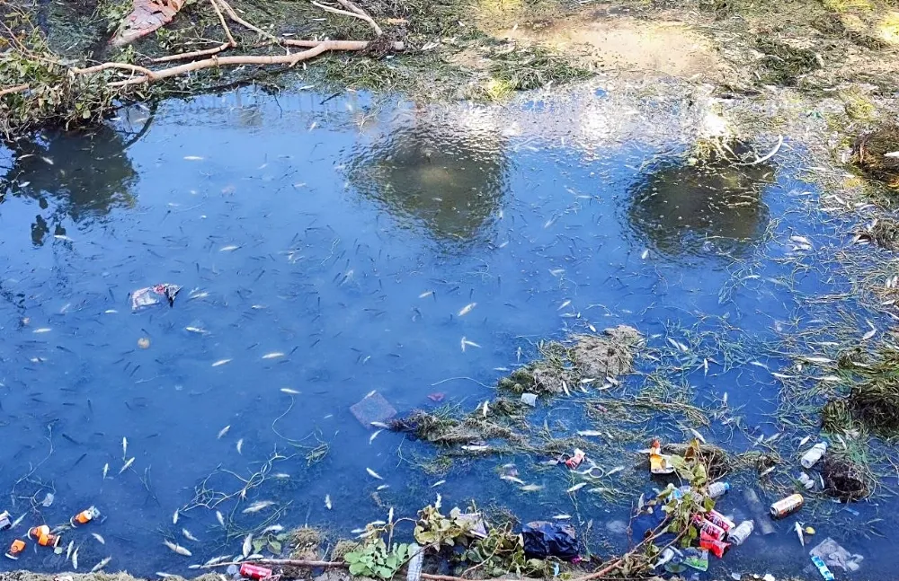 Kuraklık ve kirlilik nedeniyle sulama kanalındaki yüzlerce balık telef oldu