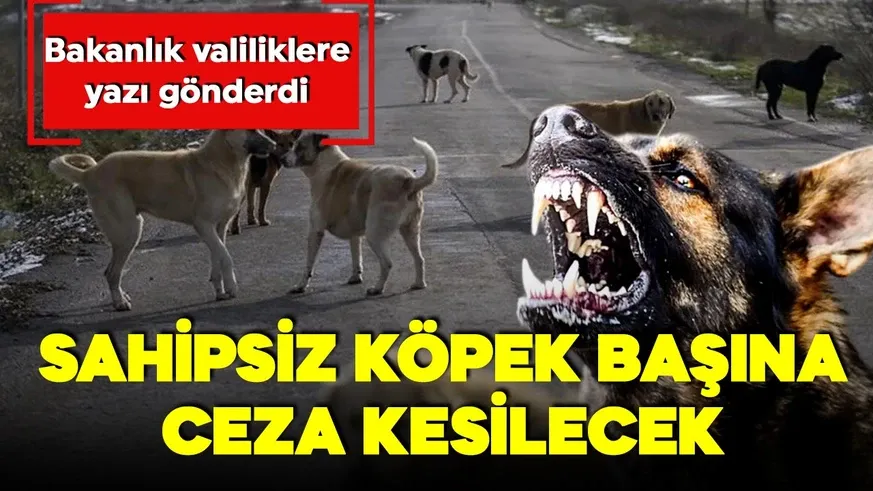 Bakanlık harekete geçti, Her bir hayvan için ceza kesilecek!