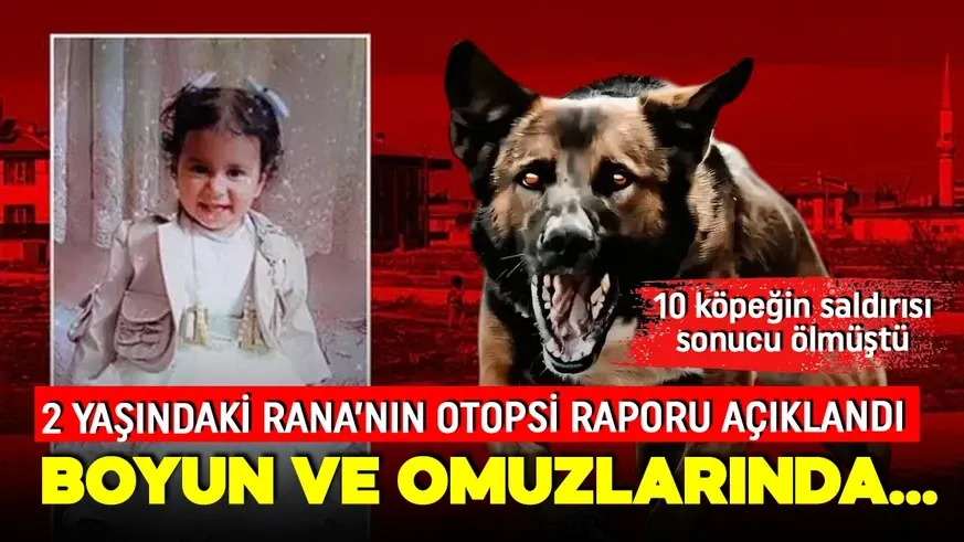 10 sokak köpeğinin saldırısına uğramıştı...