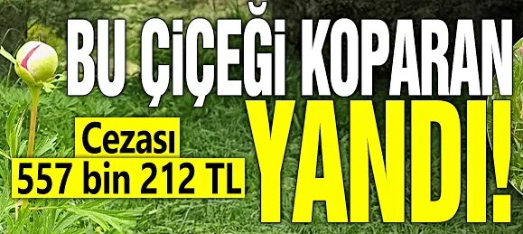 Bu çiçeği koparan yandı! Cezası 557 bin 212 TL