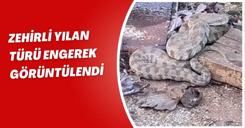 Havaların ısınınca yılanlar evlere yaklaştı...