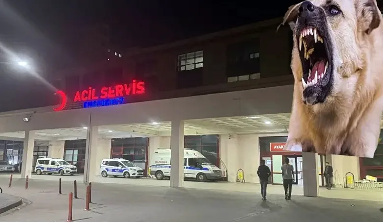 Yaralı asker hastaneye giderken köpeğin saldırısına uğradı...