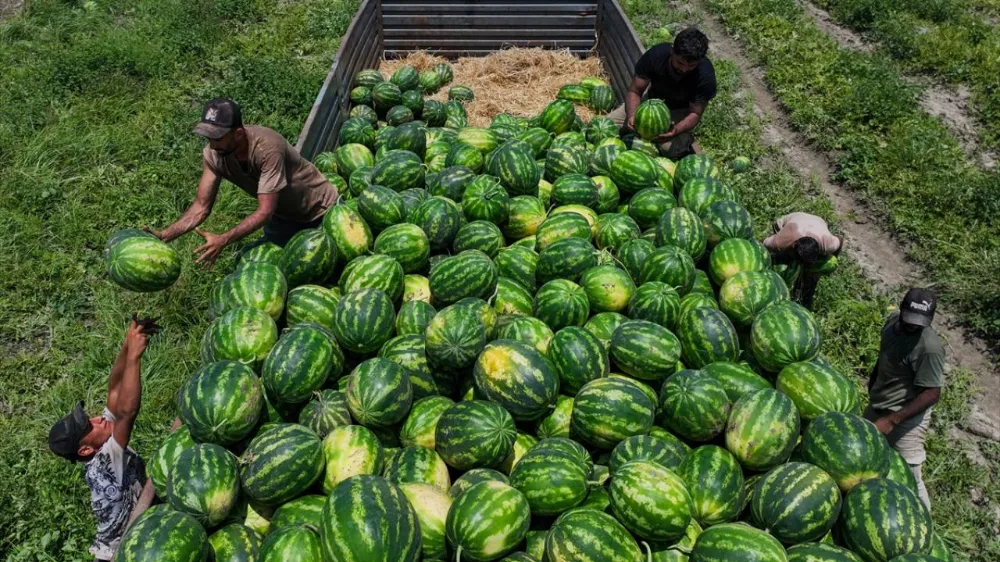 Karpuz fiyatları dibe vurdu: Tarlada kilosu 2,5 lira