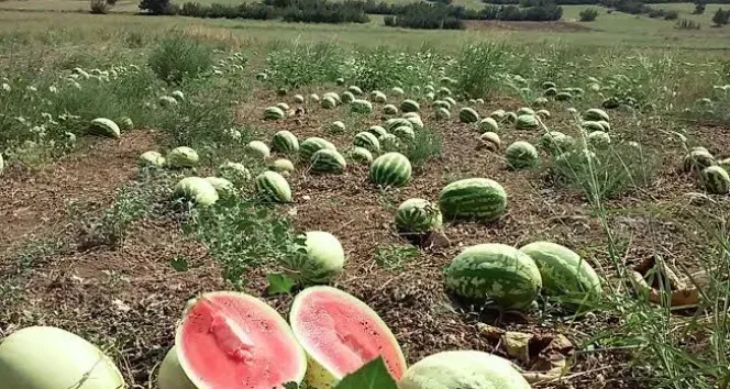 Tarladaki karpuz için öneri: 