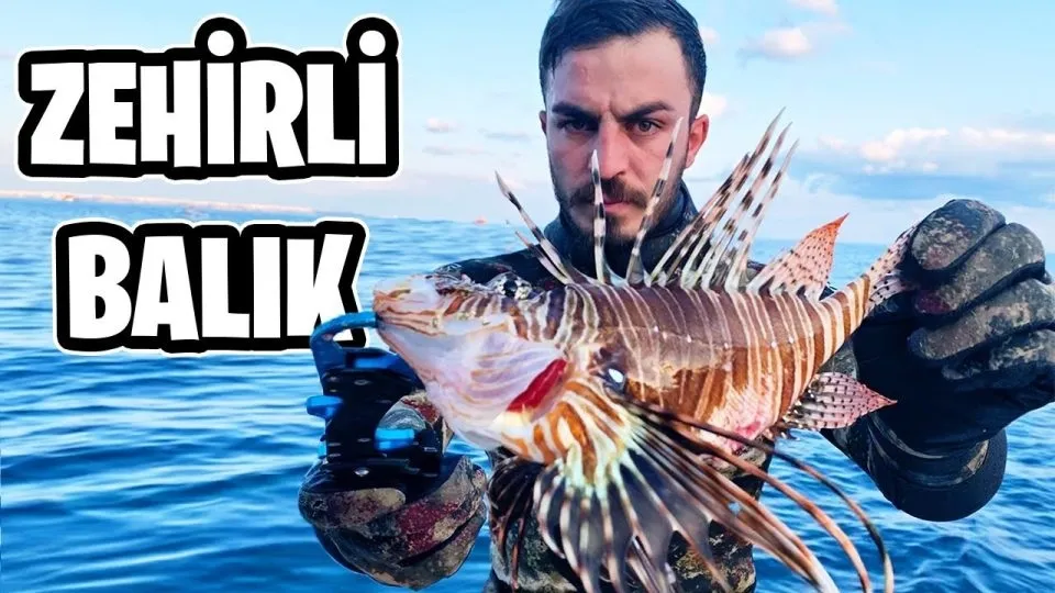 Akdeniz’de deniz suyu sıcaklığı arttı zehirli balıklar geldi...