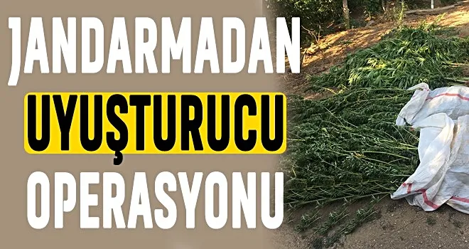 Konteynere iklimlendirme sistemi kurup uyuşturucu yetiştirdiler