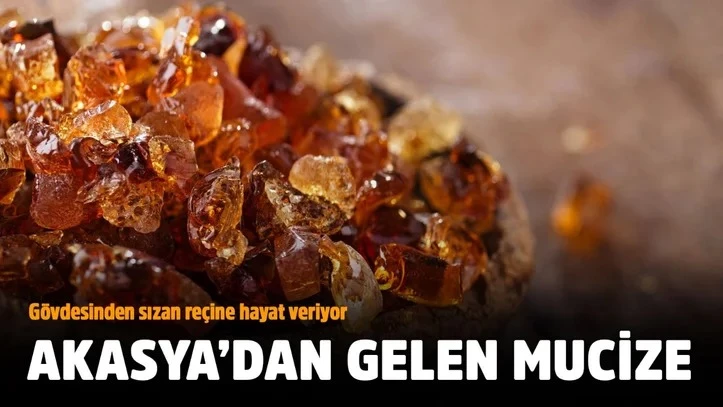 Akasya ağacından gelen mucize! Reçinesi hayat veriyor