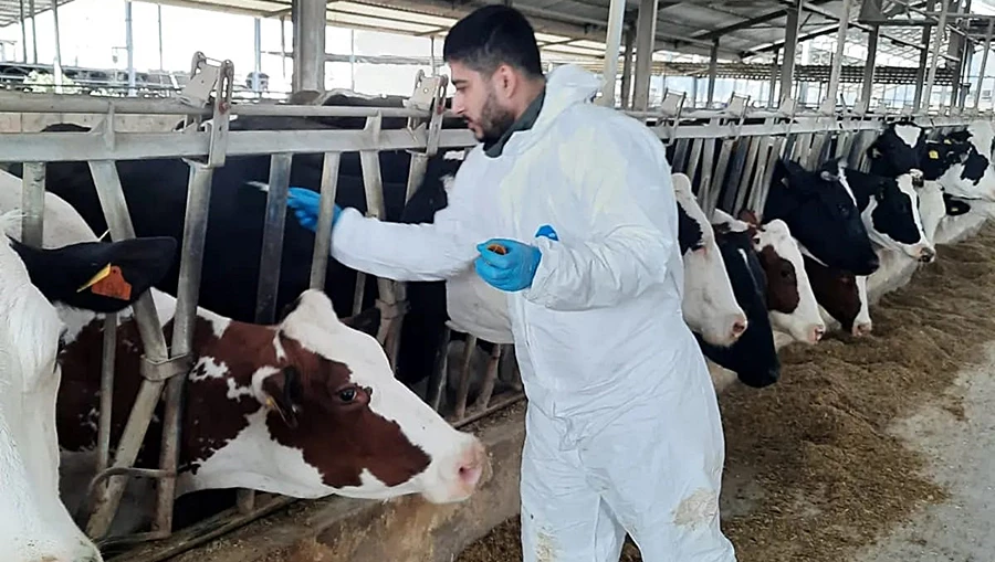 Adana’da şap hastalığına karşı aşılama yapılıyor!